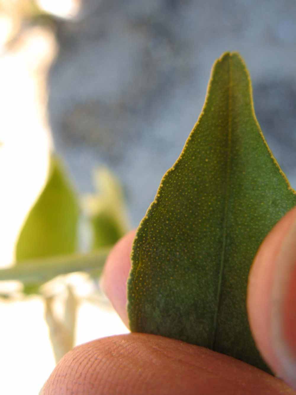              Margin (Winter Haven, FL)       